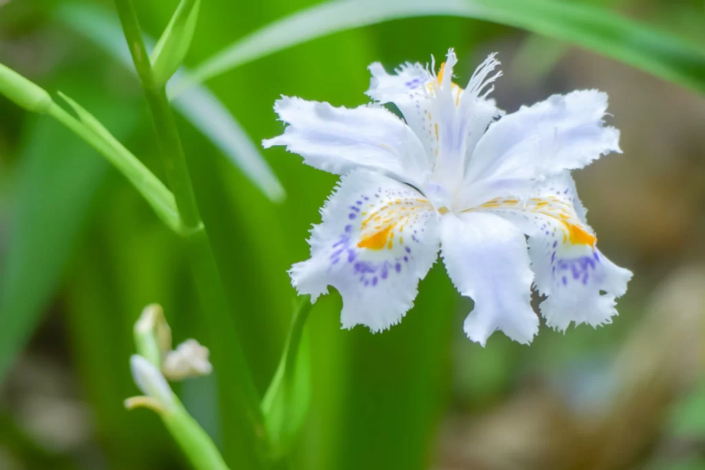 美しいシャガの花